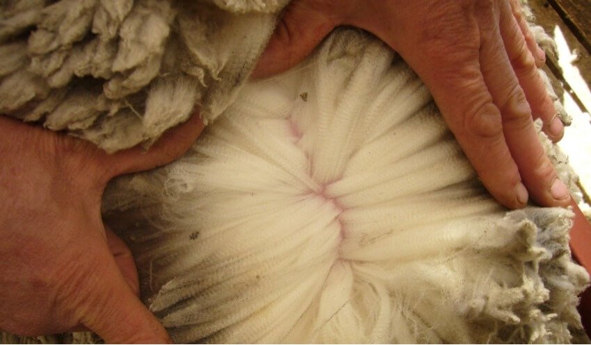 Lanecardate - Slow Fiber